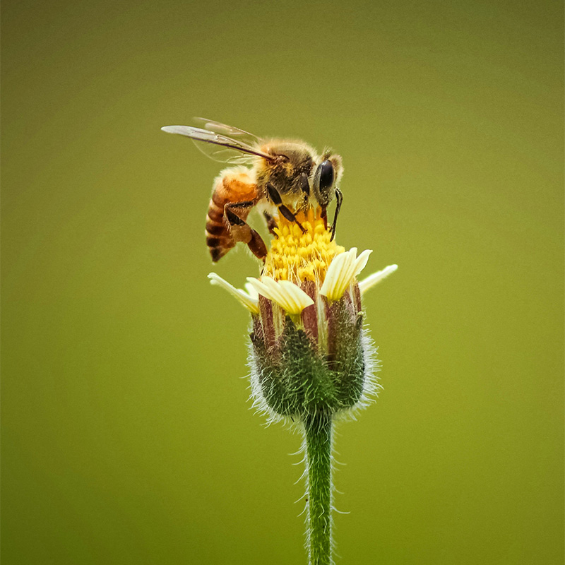 Bee collecting nectar from a yellow and white flower
