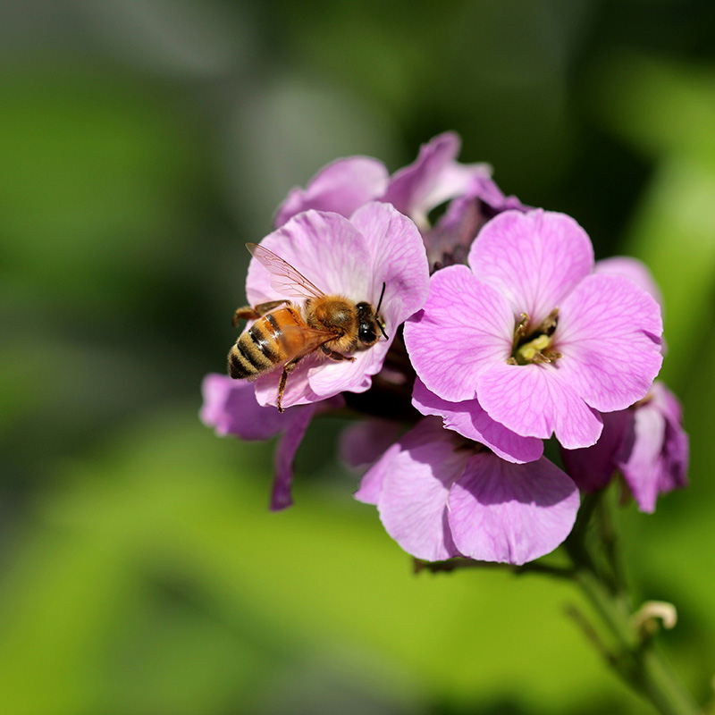 Bee on a pink flower blossom