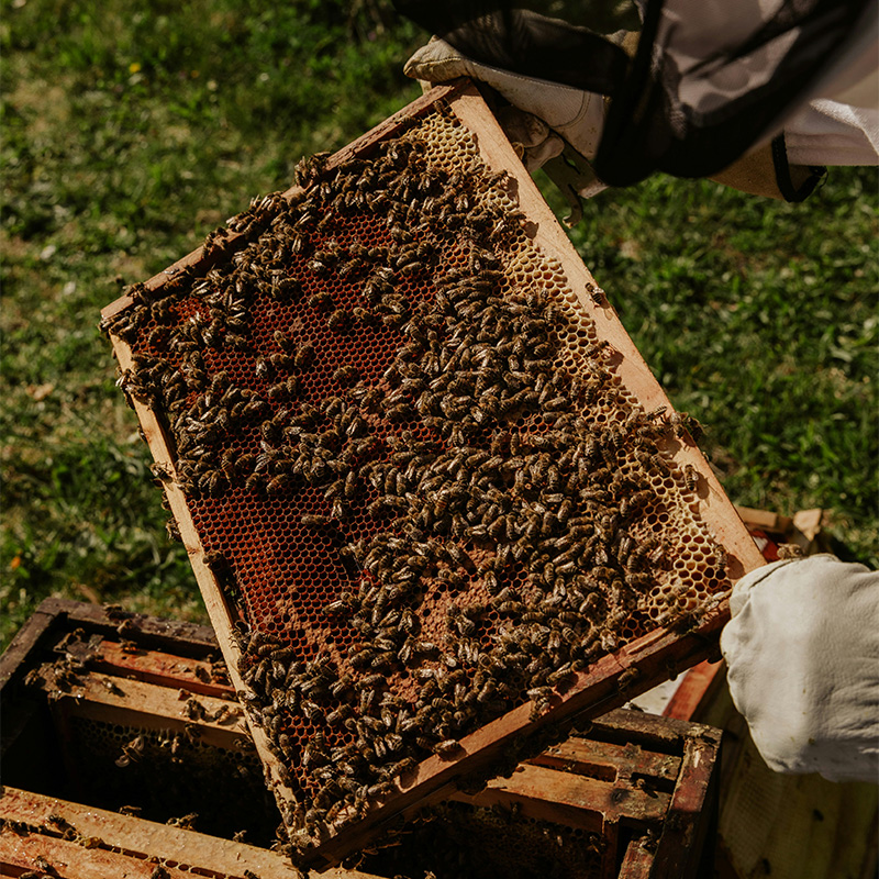 Beekeeper’s gloved hand lifting a honeycomb frame teeming with bees