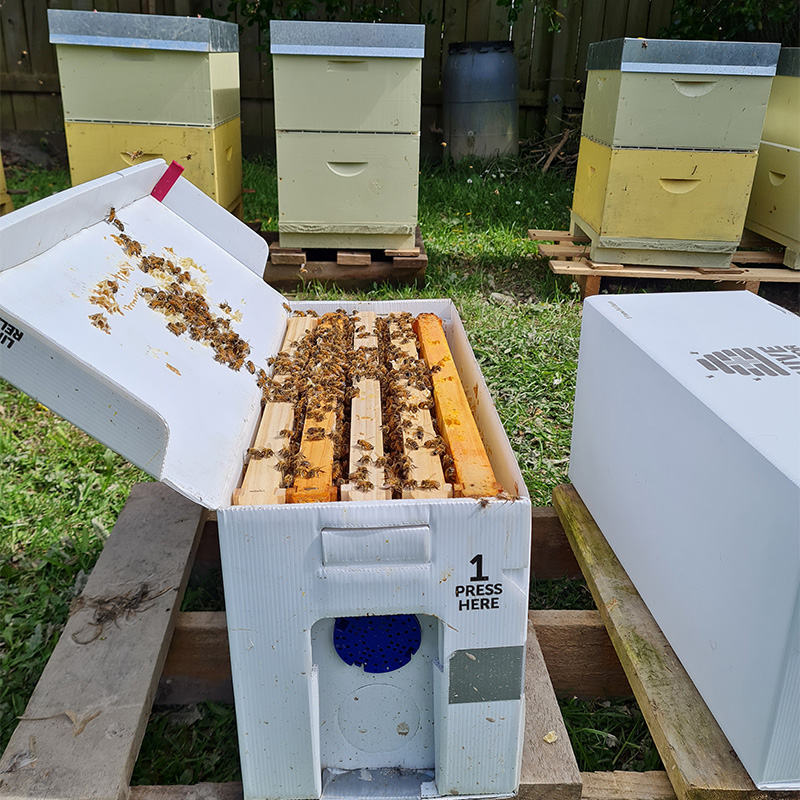 Closed nuc boxes on pallets in front of beehives