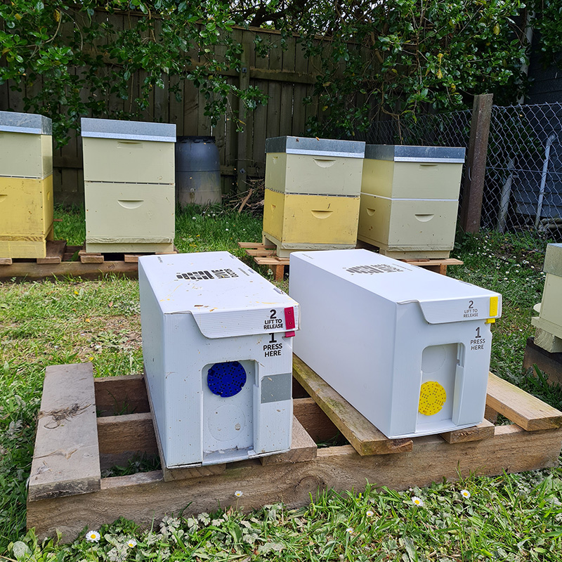Two closed nuc boxes on wooden pallets, beehive boxes behind