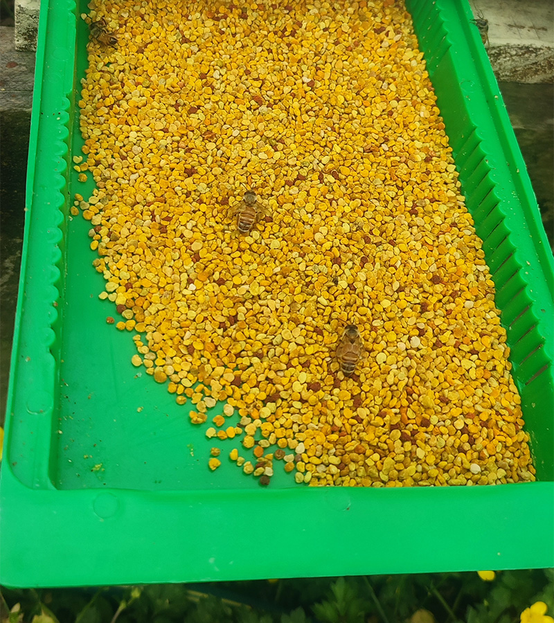 Two closed nuc boxes on wooden pallets, beehive boxes behind