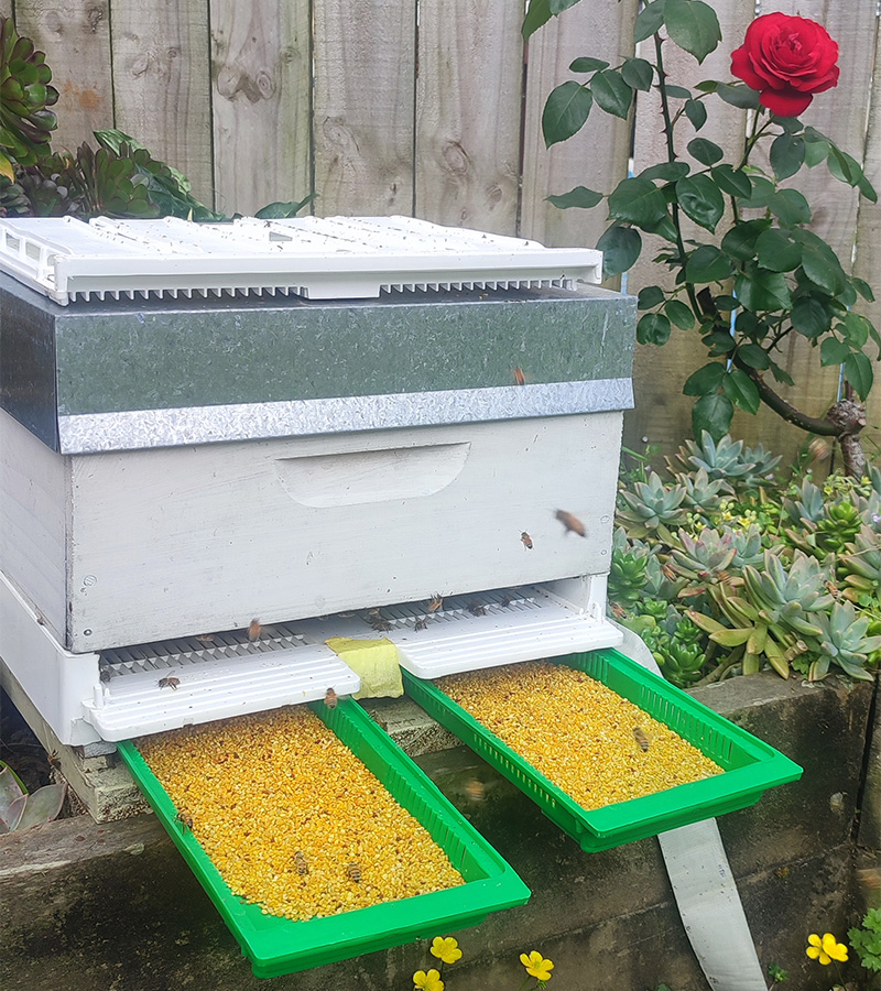 Two closed nuc boxes on wooden pallets, beehive boxes behind