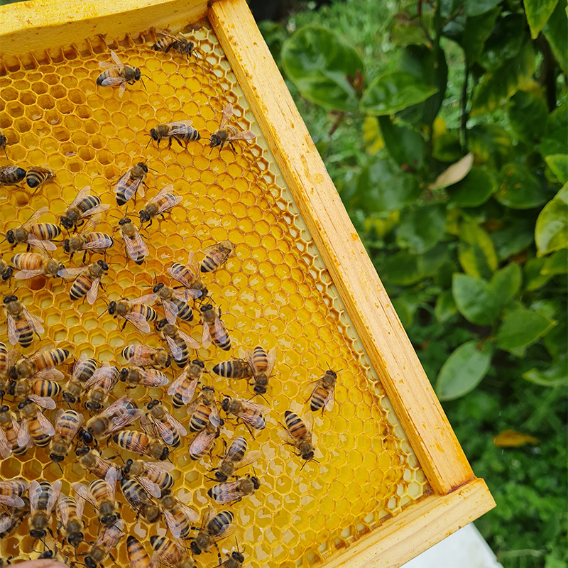 Bees on a honeycomb frame with visible queen cells