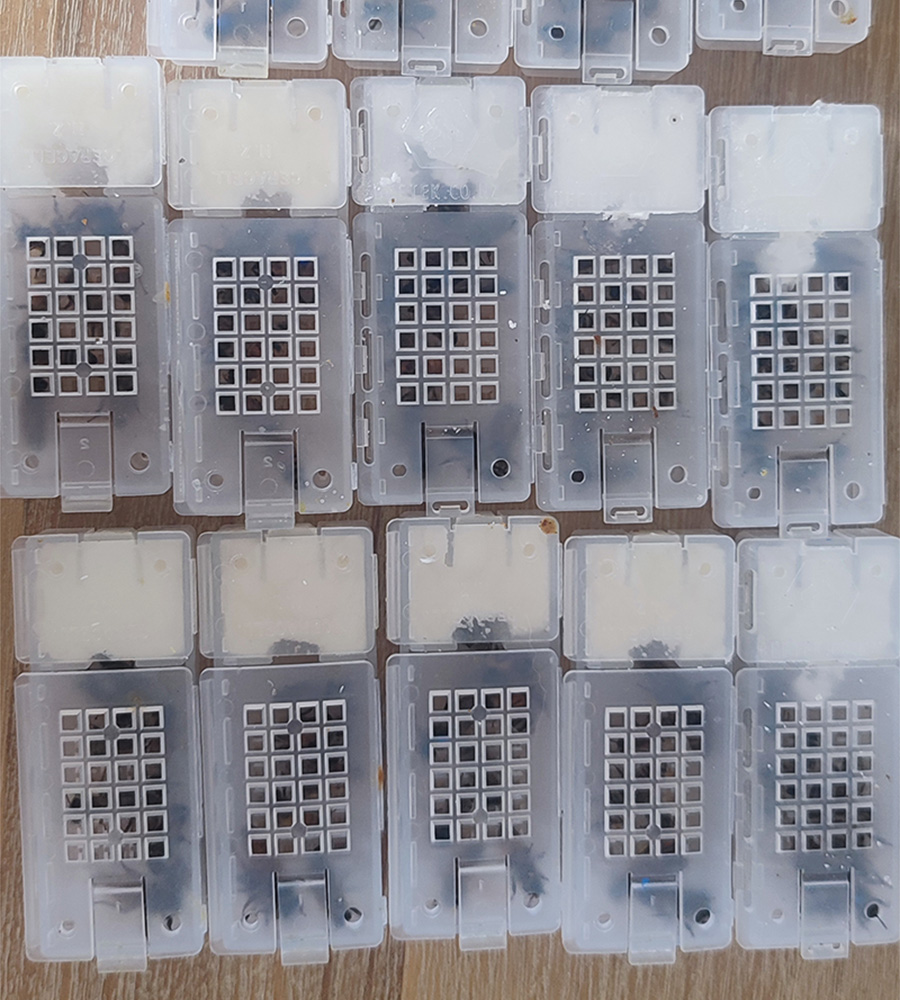 6 cages of queenbees